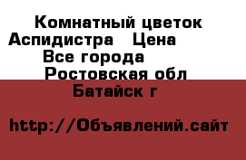 Комнатный цветок Аспидистра › Цена ­ 150 - Все города  »    . Ростовская обл.,Батайск г.